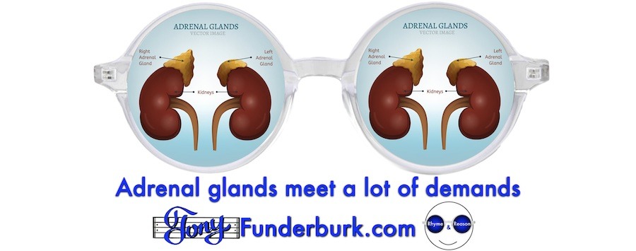 Adrenal glands meet a lot of demands