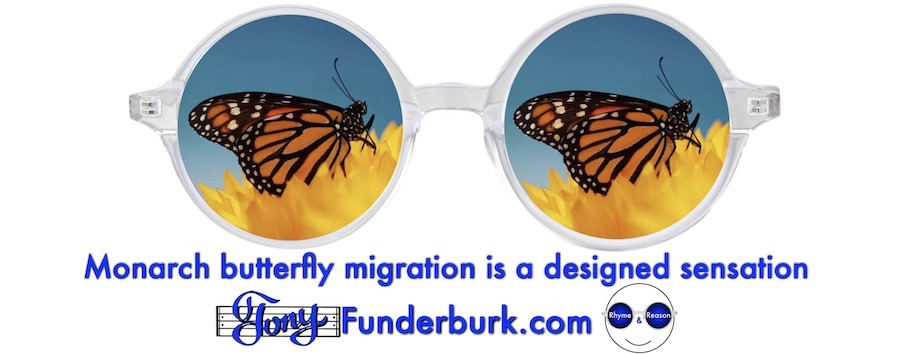Monarch butterfly migration is a designed sensation