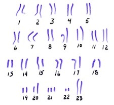 Forty six chromosomes...so tiny yet so huge.