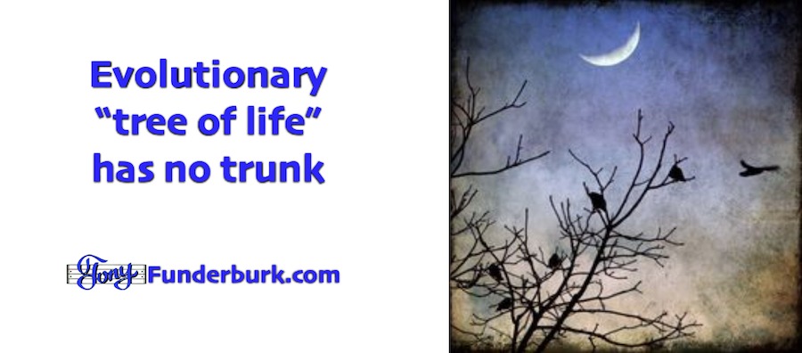 The evolutionary tree of life has no trunk.