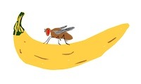 A Fruit Fly is a fruit fly is a fruit fly. Orange you glad I didn't say banana.