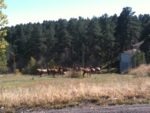 Elk on Genesee