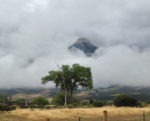 Tree Cloud Mountain