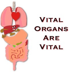 You don't live long without your vital organs.