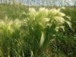 Wispy Grass on a summer day in Colorado